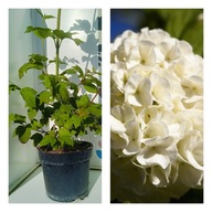 Kalina koralowa Roseum Ozdobne kwiaty Krzew Sadzonka PREMIUM C3