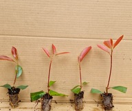 Głogownik Robin ZIMOZIELONY czerwone przyrosty