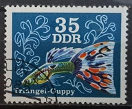 Ryby (kas) - luzak - do uzupełnień 13/6