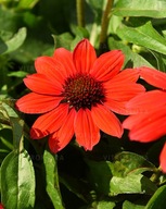 Jeżówka purpurowa "RED PEARL IMP." Echinacea sadz.2l