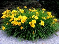 liliowiec stella d'oro sadzonka w pojemniku wieloletnia