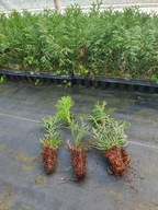 Sadzonka Tuja szmaragd thuja smaragd na żywopłot