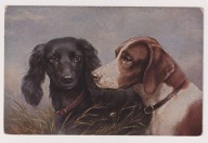 Pies Psy Wyżeł i Hart ? lata 20 j622