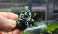 Bucephalandra sp. Black Velvet kolekcja od fibell