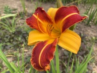 Liliowiec Mix Kolorów 20 SZTUK plus gratis