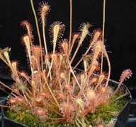 Rosiczka - Drosera nidiformis x50 nasiona! Świeże!