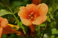 MILIN AMERYKAŃSKI - spektakularne, trąbkowate kwiaty, żywe zasłony poj.2l