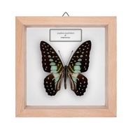 Motyl w gablotce Graphium macfarlaneii