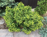 MAGIA KOLORÓW Świerk serbski 'Peve Tijn' Picea omorika NA PNIU 70cm