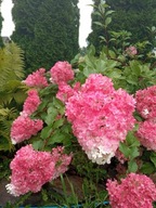 Hortensja bukietowa 'Vanille Fraise' Doniczka C2