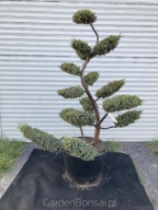 Bonsai ogrodowy z jałowca chińskiego 'BLUE ALPS' - 150 cm