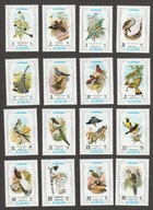 AJMAN - PTAKI - FAUNA - CZYSTE **