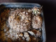 Kaktusy: Frailea pumila v. LB 250