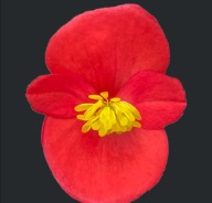 Begonia DROBNA semperflorens Juwel SCARLET