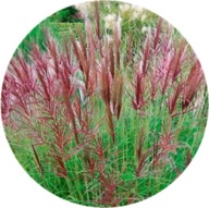 Miskant, Red Chief' 2L