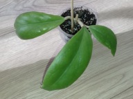 Hoya Hoja INCRASSATA ukorzeniona
