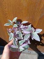 trzykrotka albiflora sweetness