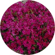 Floks szydlasty Spring Scarlet