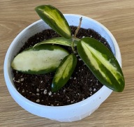 Hoya verticillata 'Inner Variegata' ze zdjęcia, MŁODE LISTKI