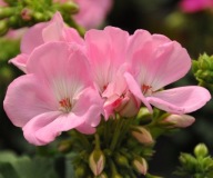 Pelargonia RÓŻOWA zonale SunRise Goesta