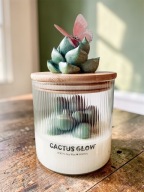 Świeca w szklanym pojemniku z kaktusem i motylkiem Na prezent