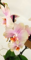 PHALENOPSIS storczyk 12 peaches