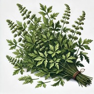 Bylica Piołun Macerat Olejowy Trądzik Stany Zapalne Bóle Reumatyczne Stawy