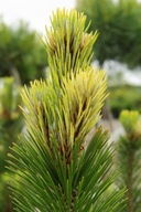 FANTASTYCZNA ZWŁASZCZA WIOSNĄ Sosna bośniacka 'Bosnian Sunrise' C5