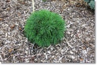 Pinus armandii 'Meduza' - !!!