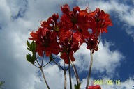 Azalia czerwona okaz szczepiona pienna 160 cm inna
