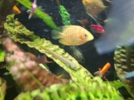 Pielęgnica severum gold
