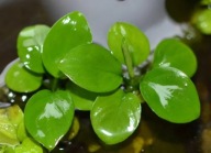 Anubias Petite Nana Najmniejszy z Anubiasów Bonsai - Roślina do Akwarium