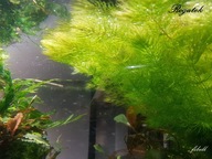 Rogatek antyglon doktor pogromca gonów -od fibell