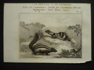 skunksy, oryg. 1834
