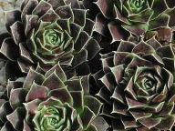 Jovibarba heufelii - rojnikowiec Heuffela