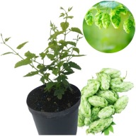 Sadzonki Chmielu LUBELSKI Polski Chmiel Doniczka C2 Piękny Aromat