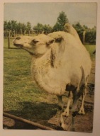 KATOWICE - CHORZÓW. ZOO SLASKI OGRÓD ZOOLOGICZNY. Wielbłąd dwugarbny