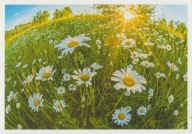 ROSJA - AŁTAJ - KRAJ AŁTAJSKI - ŁĄKA - RUMIANEK - KWIAT - FLORA