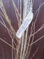 Czereśnia Kordia 150 cm - 180 cm. Pakiet 5 sztuk