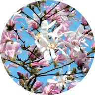 Magnolia gwieździsta Stellata Rosea, 2L