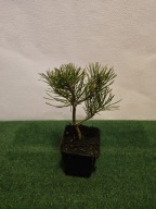 Kosodrzewina 'Pumilio' (Pinus mugo 'Pumilio')