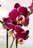 PHALENOPSIS storczyk 9