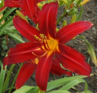 Liliowiec hemerocallis czerwony, sadzonka w pojemniku 1 l.