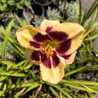 Liliowiec 'Calico Jack' (Hemerocallis) P13