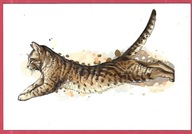 Kot kotek koty rasa harce kot w życiu człowieka pocztówka