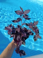 trzykrotka zebrina burgundy