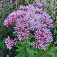 Sadziec plamisty ATROPURPUREUM - 150 nasion