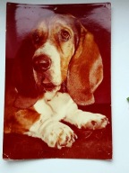 PIES Basset hound - pocztówka z 1976 r