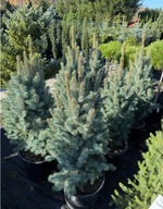 Świerk kłujący Iseli Fastigiate 100-120cm