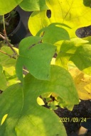 Tulipanowiec przysłonowy szczepiony karłowy inny